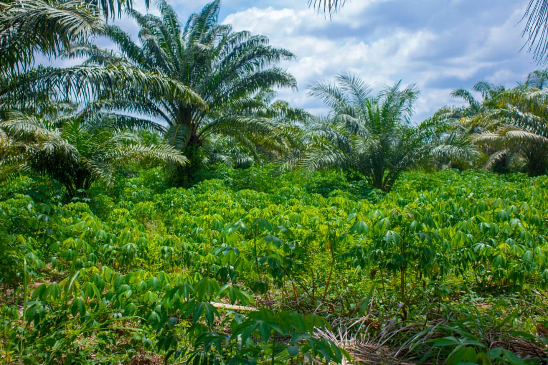 Formation Mucuna, Zou